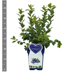 Aukštoji šilauogė (vid. vėl. - vėlyva) - Vaccinium corymbosum BRIGITTA BLUE