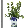 Highbush Blueberry - Vaccinium corymbosum BRIGITTA BLUE