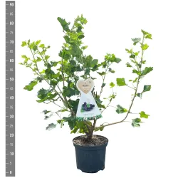 Ribes nidigrolaria JOSTINE