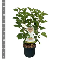 Baltieji serbentai - Ribes sativum WERDAVIA