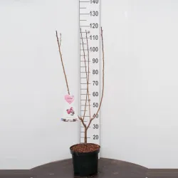 Sakura trees with home delivery