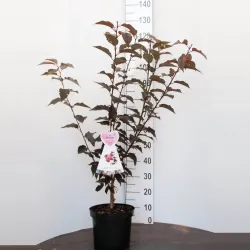 Sakurų medžiai ir sodinukai su pristatymu į namus Lietuvoje