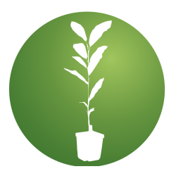 Japoninė sedula - Cornus kousa NORMAN HADDON