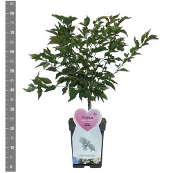 Niponinė vyšnia (sakura) - BRILLANT