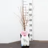 Sakura trees with home delivery