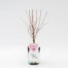 Sakura trees with home delivery