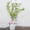 Sakura trees with home delivery