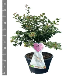Ankstyvoji vyšnia (sakura) - Prunus incisa KOJOU-NO-MAI