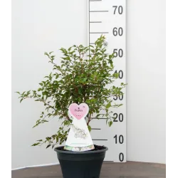 Sakura trees with home delivery