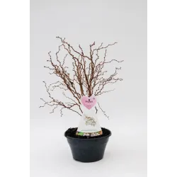 Sakura trees with home delivery