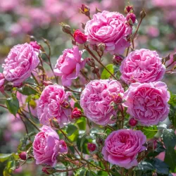 Rosa PENELOPE LIVELY