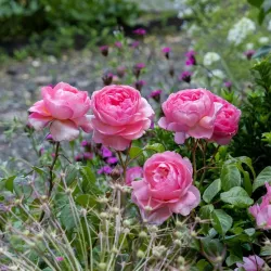 Rožė - Rosa PENELOPE LIVELY