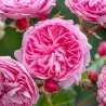Rožė - Rosa PENELOPE LIVELY