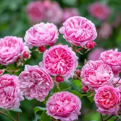 Rosa PENELOPE LIVELY