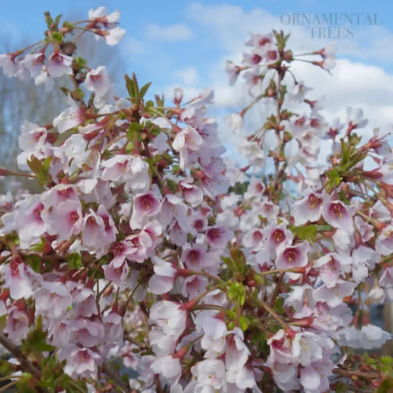 Ankstyvoji vyšnia (sakura) - Prunus incisa KOJOU-NO-MAI