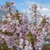 Ankstyvoji vyšnia (sakura) - Prunus incisa KOJOU-NO-MAI