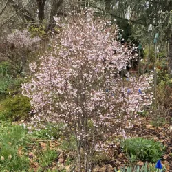 Sakura trees with home delivery
