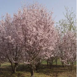 Sakurų medžiai ir sodinukai su pristatymu į namus Lietuvoje