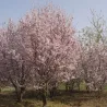 Sakurų medžiai ir sodinukai su pristatymu į namus Lietuvoje