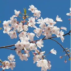 Sakurų medžiai ir sodinukai su pristatymu į namus Lietuvoje