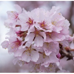 Ankstyvoji vyšnia (sakura) - Prunus incisa CUNERA