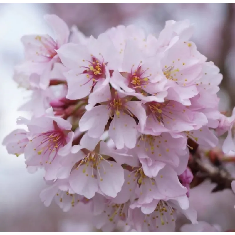 Ankstyvoji vyšnia (sakura) - Prunus incisa CUNERA
