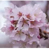 Ankstyvoji vyšnia (sakura) - Prunus incisa CUNERA
