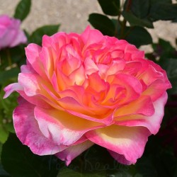 Rosa GEORGEOUS