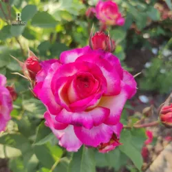 Rožė - Rosa GEORGEOUS