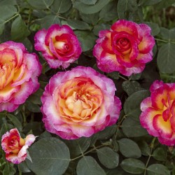 Rožė - Rosa GEORGEOUS