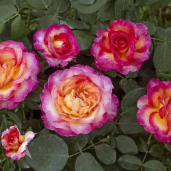 Rožė - Rosa GEORGEOUS