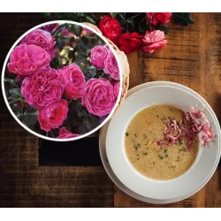 Rožė - Rosa DOLCE
