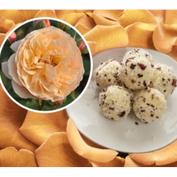 Rožė - Rosa EVELINE WILD