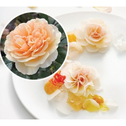 Rožė - Rosa JORDI ROCA