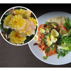 Rožė - Rosa NADIA ZEROUALI