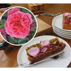 Rožė - Rosa RASPBERRY