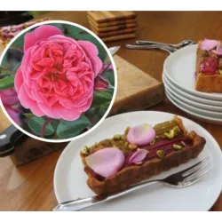Rožė - Rosa RASPBERRY