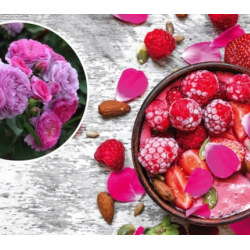 Rožė - Rosa RENEE van WEGBERG