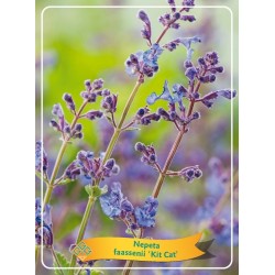 Faseno katžolė - Nepeta faasenii KIT CAT