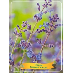 Nepeta faasenii KIT CAT