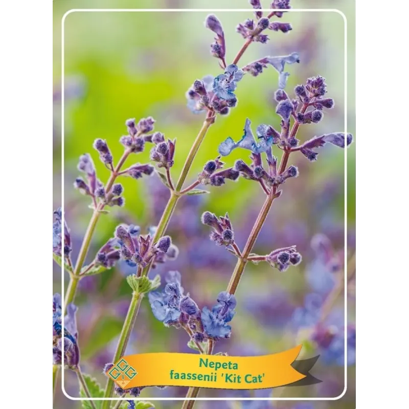 Faseno katžolė - Nepeta faasenii KIT CAT