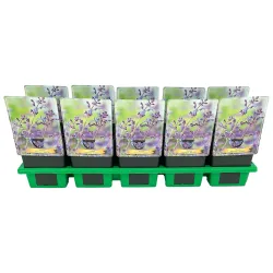 Faseno katžolė - Nepeta faasenii KIT CAT