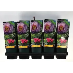Bijūnas krūminis - Paeonia suffruticosa LING HUA ZHAN LU