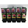 Bijūnas krūminis - Paeonia suffruticosa LING HUA ZHAN LU