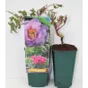 Bijūnas krūminis - Paeonia suffruticosa LING HUA ZHAN LU