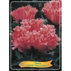 Aguona - Papaver orientale FANCY FEATHERS