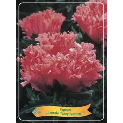Aguona - Papaver orientale FANCY FEATHERS