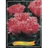Aguona - Papaver orientale FANCY FEATHERS