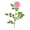 Rožė - Rosa SWEET DRIFT