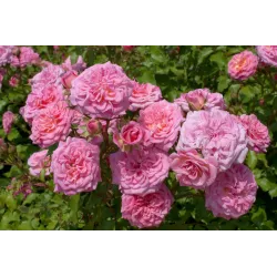 Rožė - Rosa SWEET DRIFT